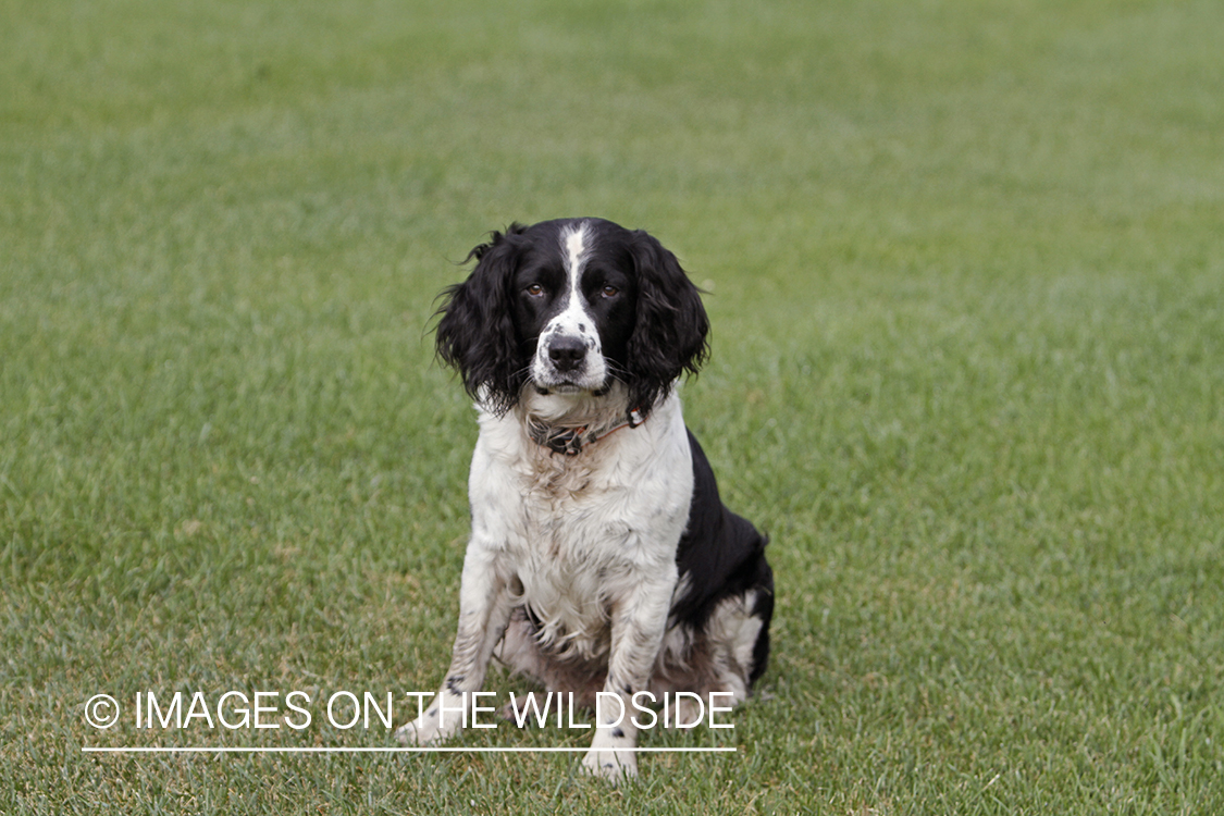 English Springer Spaniel