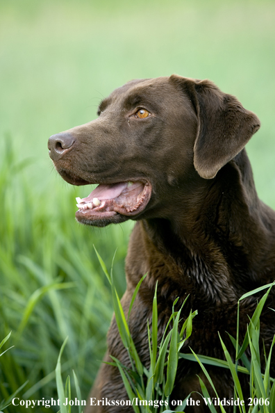 Chocolate Labrador Retriever