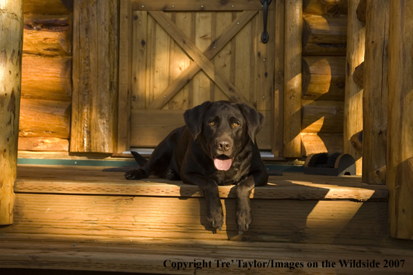 Chocolate labrador lounging.