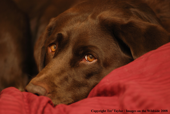 Chocolate Labrador Retriever 