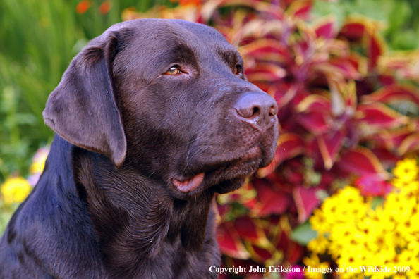 Chocolate Labrador Retriever 