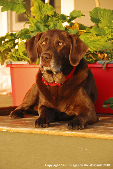 Chocolate Labrador Retriever