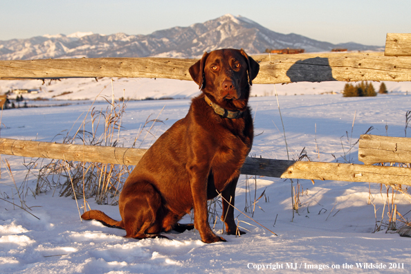 Chocolate Labrador Retriever