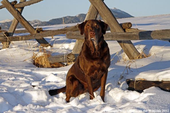 Chocolate Labrador Retriever in winter. 