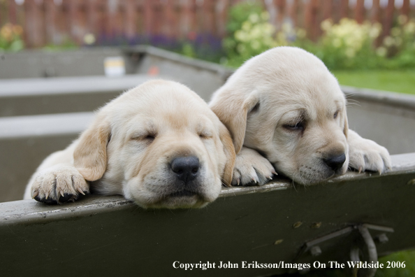 Yellow Labrador Retriever puppies.