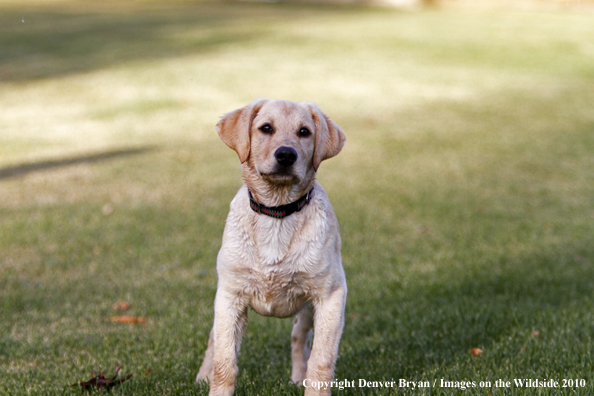 Yellow Labrador Retriever puppy