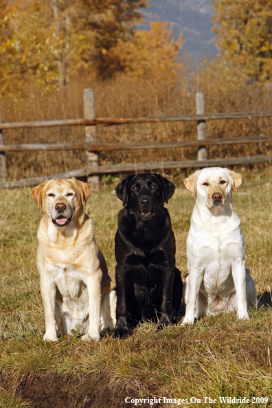 Yellow and Black Labrador Retrievers