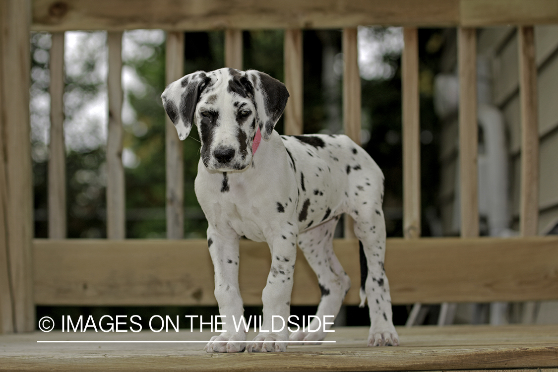 Great Dane puppy on deck.