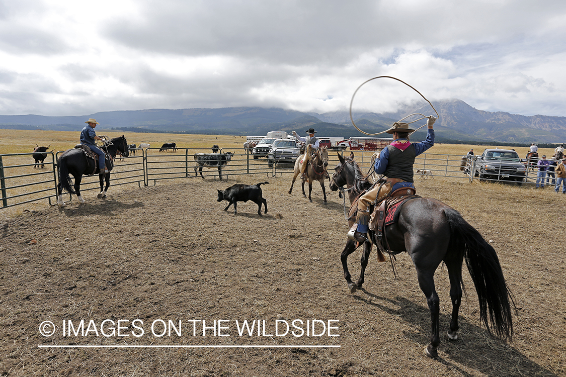 Coyboys and cowgirls herding cattle to be branded.