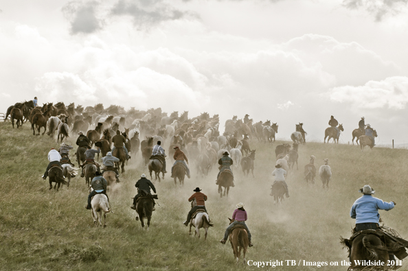 Cowboys and Cowgirls pushing herd of horses home