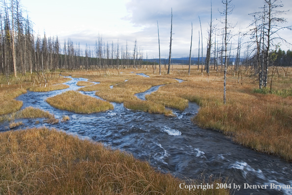 Yellowstone Landscape