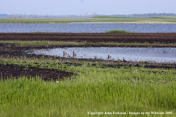 Mallard ducks on wetlands