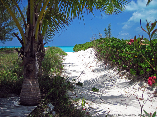 Beach in the Bahamas.                                