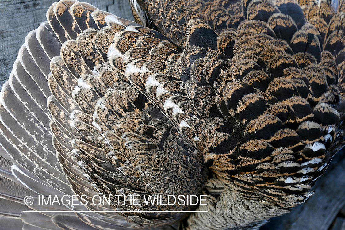 Dusky (mountain) grouse feathers.