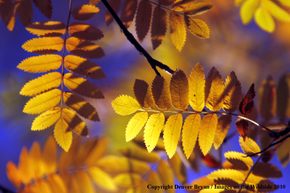 Autumn Vegetation