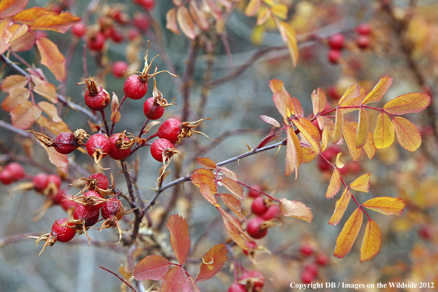 Fall vegetation ross hips.