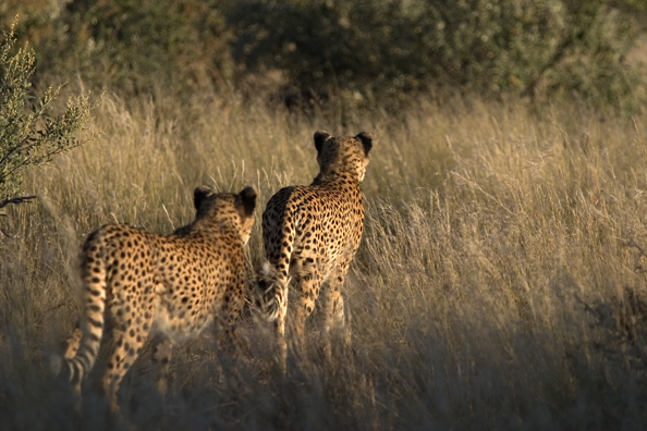 Cheetahs in habitat (stalking prey).