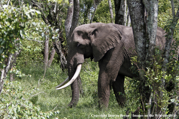 African Bull Elephant 