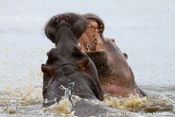 Hippos fighting in water. 