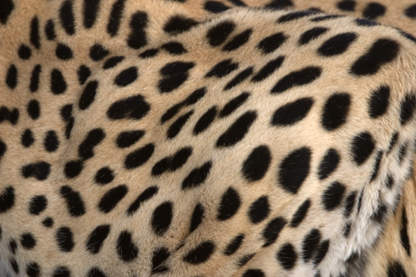 Close-up of leopard spots