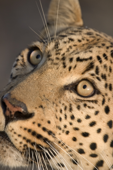 Leopard (portrait). Africa