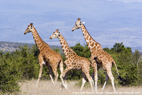 African Reticulated Giraffes.