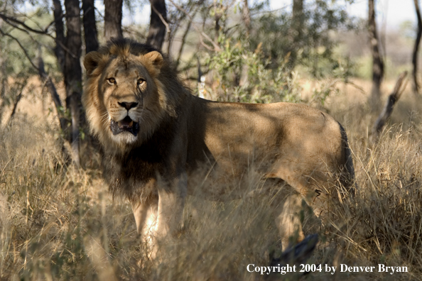 Male African lion in habitat. Africa