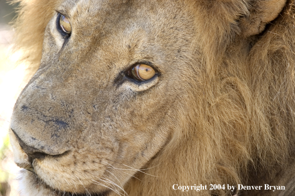 Male African lion in the bush.