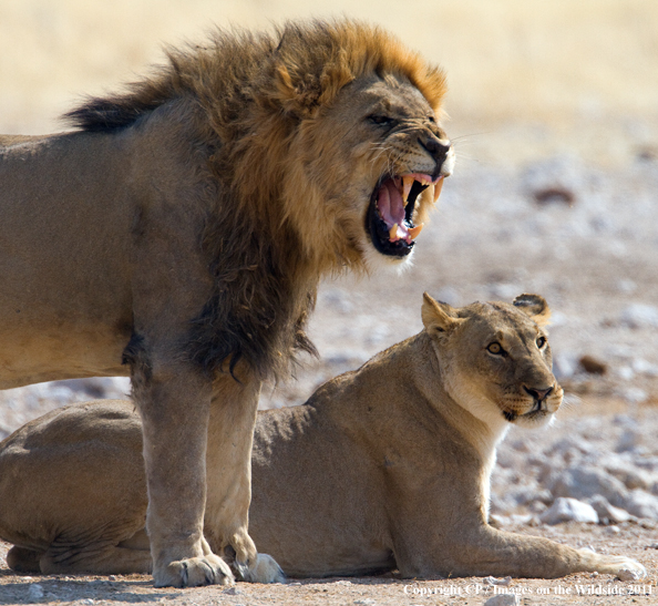 Male and female lion breeding. 