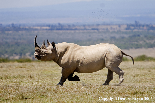 Black rhino in Africa.