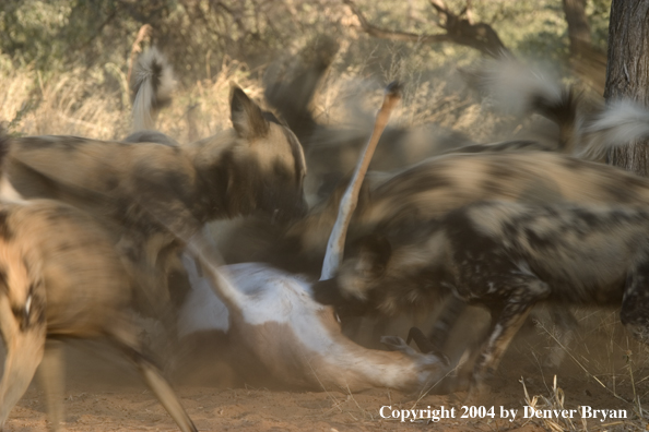 Pack of African Wild Dogs feeding on kill.