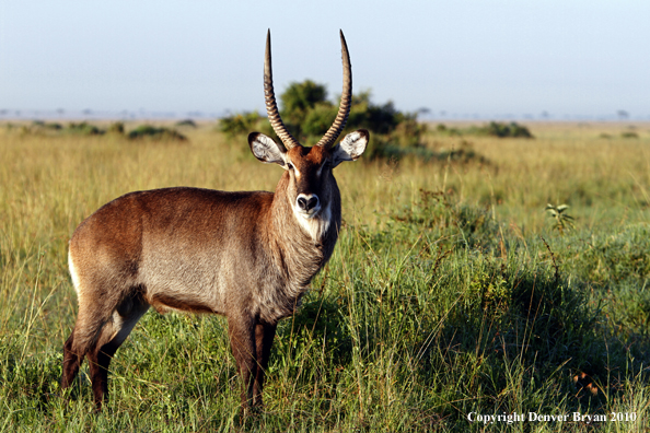 Defassa waterbuck bull.