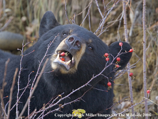 Black bear in habitat.