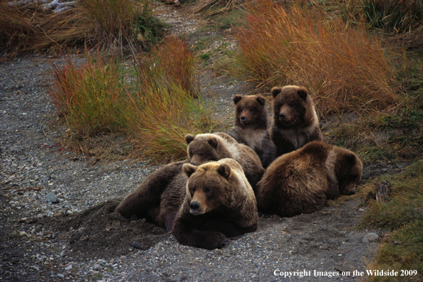 Brown Bear with cubs