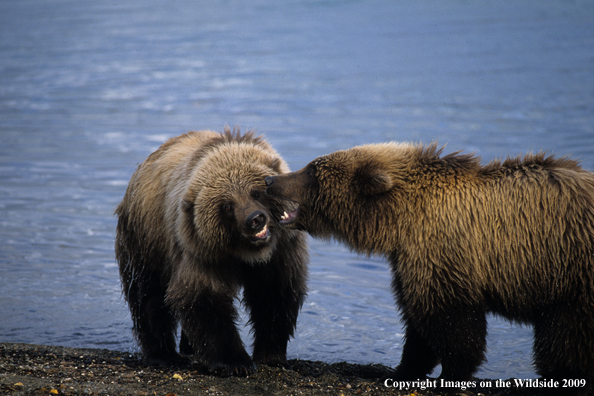 Brown Bears in habitat