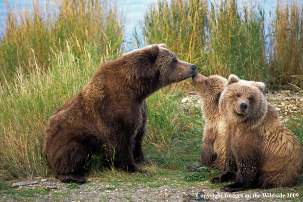 Brown Bear in habitat with cubs