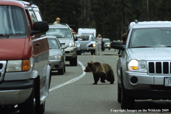 Grizzly bear on road