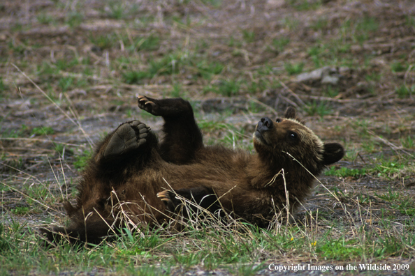 Brown/Grizzly Bear cub scratching