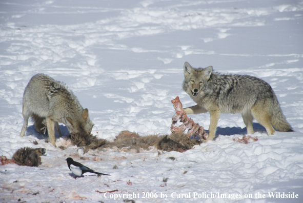 Coyotes feeding on dead carcass.