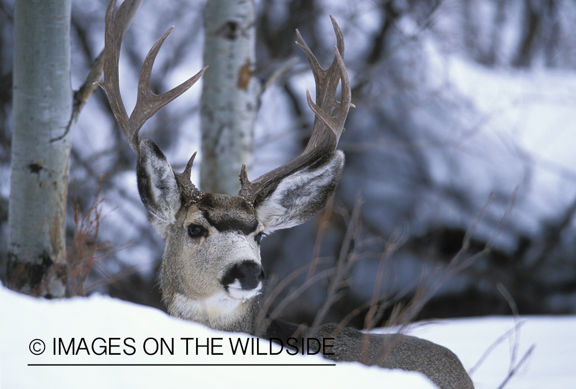 Mule deer bedded down in snow.