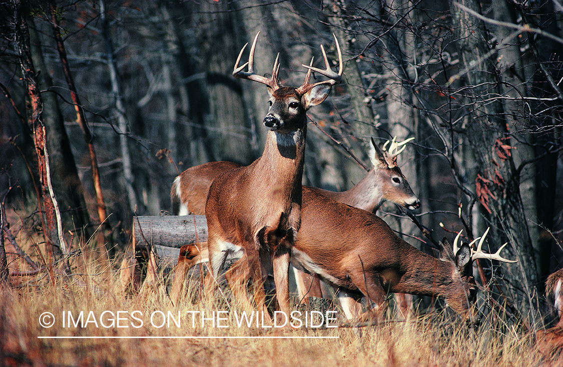 Whitetailed deer in habitat.