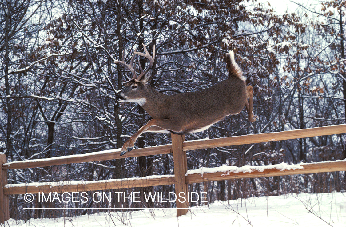 Whitetailed deer jumping over fence.