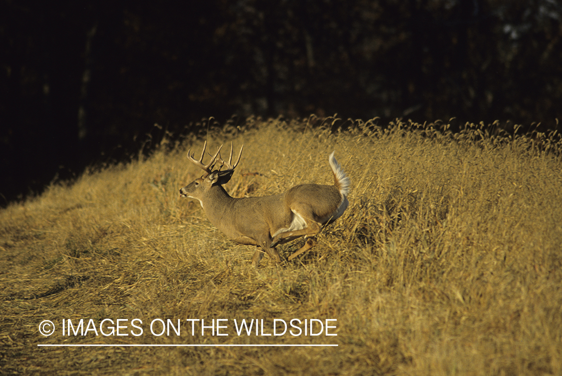 White-tailed buck fleeing across field.