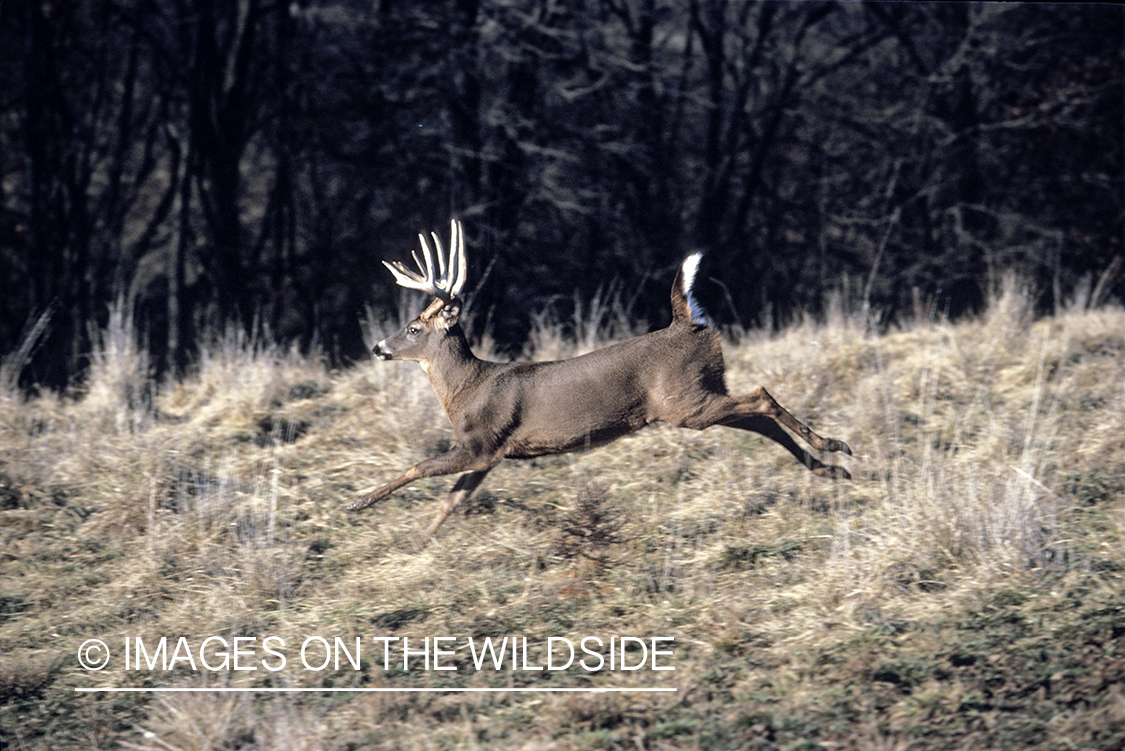 Whitetail deer running.