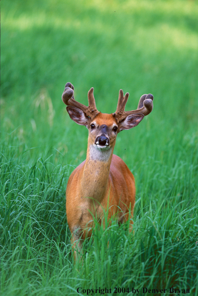 Whitetailed deer in velvet.