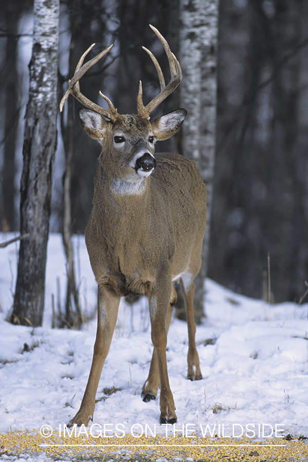 White-tailed buck feeding on grain in winter.