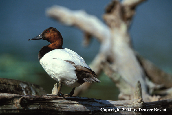 Canvasback drake standing on a log