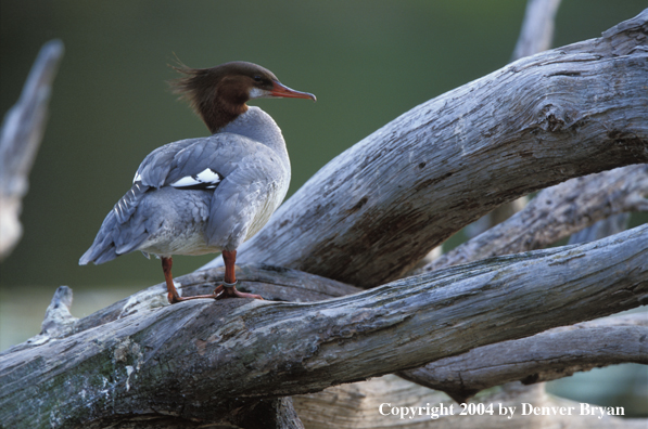 Common Merganser drake standing on log