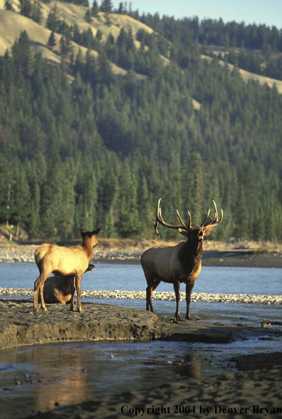 Bull elk bugling (with cows) by river.