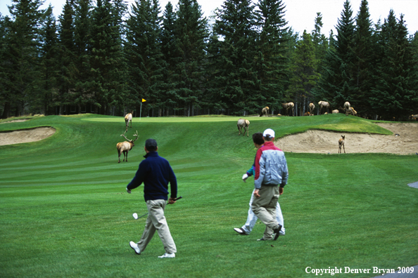 Golfers with Elk on Golf Course